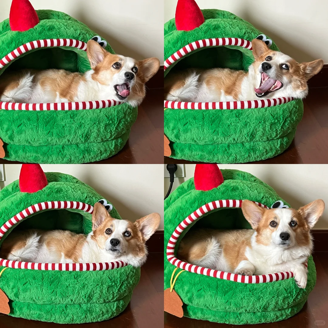 <b>带狗入境澳大利亚🇦🇺的猜想！,试管代孕注意事项及经验介绍</b>